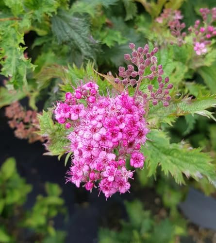 Spiraea japonica 'Crispa' / Spirée japonaise crispée/Conteneur de 7 à 10 litres