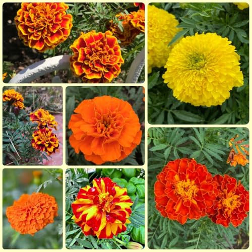 Semi di calendula, semi di campo antiche varietà da giardino semi di perenne 300pcs