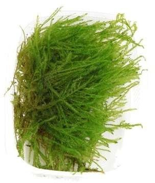 Tropica Taxiphyllum 'SpikyMoos (Pfau moss)