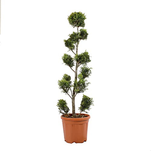 KENTIS - Cupressocyparis Leylandii Gold Rider con Decorazione Vaso in Juta - Cipresso Pompon Piante Vere da Esterno - Pianta da Giardino - H 140/160 cm Vaso Ø 30 cm