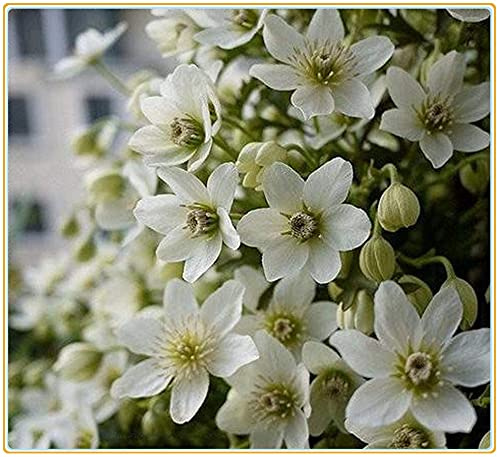 Clematis armandii | Fiori estivi/piantine estive/Le piante vivaci sono facili da colti e-3bulbi,A:Seeds only