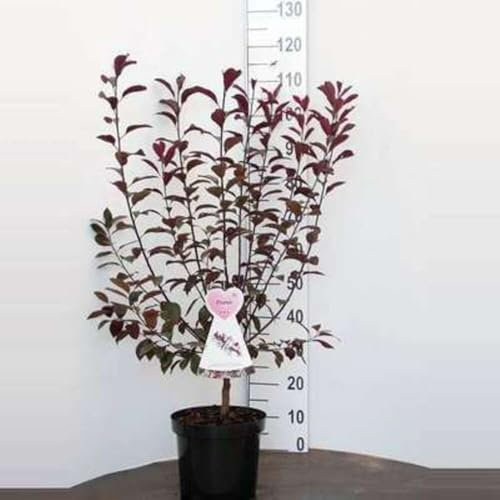 Prunus cistena - Prunier/Cerisier Des Sables À Feuilles Pourpres, 60-80 cm en pot