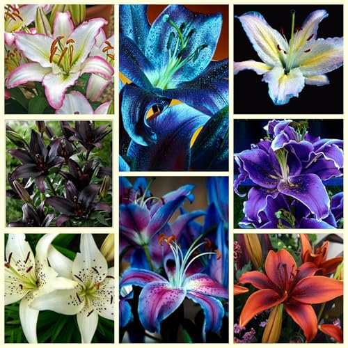 CXXFGFT.Lily Bulbs.Strong Plants That Grow Well Mix Golden Jade Carving Feels Beautiful-4 Bulbs-A