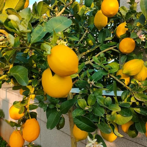 semillas de limonero, jardín orgánicas, variedades tradicionales 300pcs