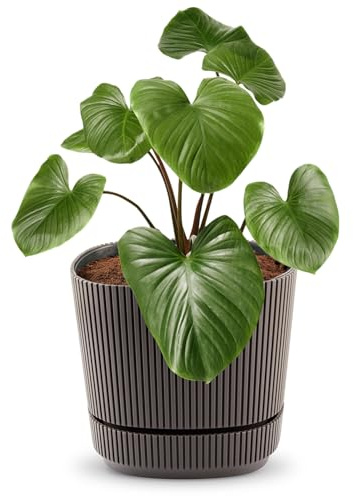 alqua 21CM Square Self Watering Plant Pot – Brown Plastic Flower Pot with Drainage – Large Modern Matte Planter for Indoor & Outdoor Use – Decorative Garden Container – Stylish Plant Pot