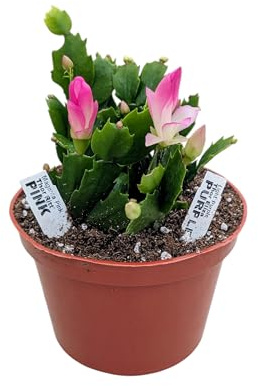 Live Holiday Christmas Cactus Plant, Pink and Purple Blooming Flowers, 6 Inch Pot, Indoor Houseplant