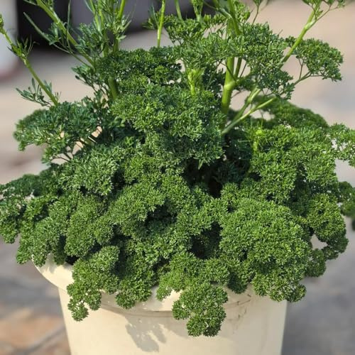 semi di prezzemolo, organico selvatiche, resistenti giardino roccioso in vaso copertura del terreno balcone con decorazione 200pcs