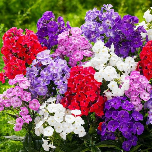 Phlox Paniculata Kollektion (10 Wurzeln) - Große Winterharte Stauden - Mix von 5 Sorten, 2 von jeder Farbe - aus Holland (kein Samen, Zwiebeln und nicht künstlich) - Weiß-Rot-Rosa-Violett Farben