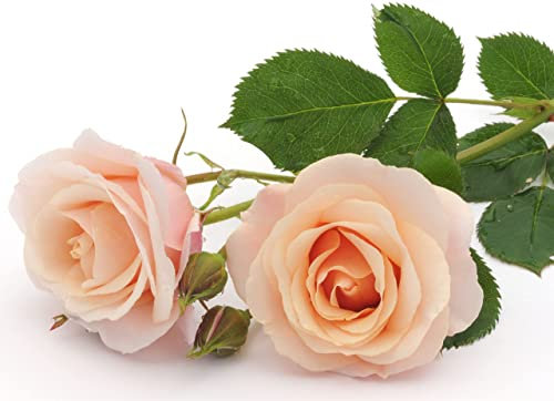 Rose Plants, Climbing 'Breath of Life', 1 x Full Plant in a 5 Litre Pot, Roses, Garden Ready and Ready to Plant, Premium Quality Garden Shrubs