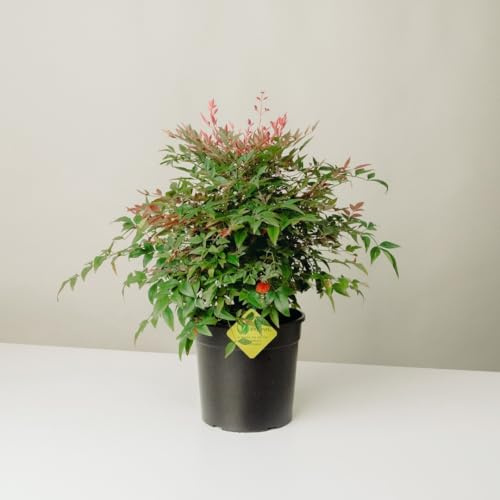 Plantì NANDINA DOMESTICA. Arbusto, Pianta Sempreverde da Esterno con Vaso da 19cm-Piante vere da Esterno, Giardino e Terrazzo. 6 mesi di Concimazione. Idea Regalo Pianta da Esterno (Moonbay)