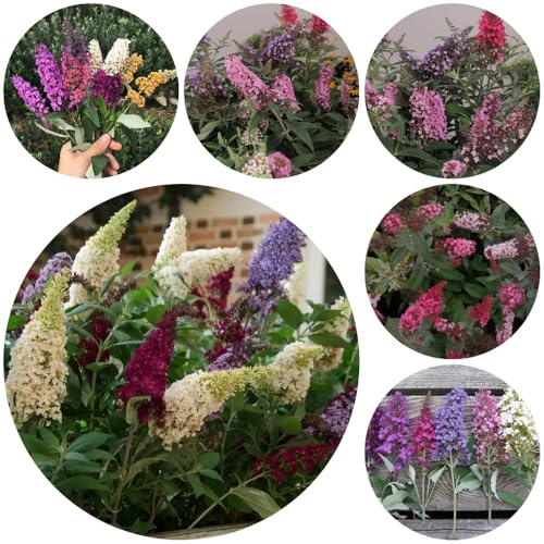 semillas resistentes de Buddleja - jardín rocas perennes trepadoras Decoración 250pcs