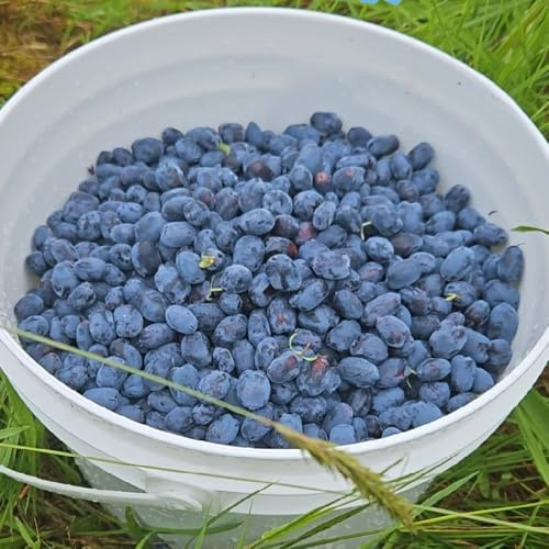 Semi di mirtillo siberiano di lonicera caerulea da giardino resistenti perenni di sapote, resistenti da appartamento 30pcs