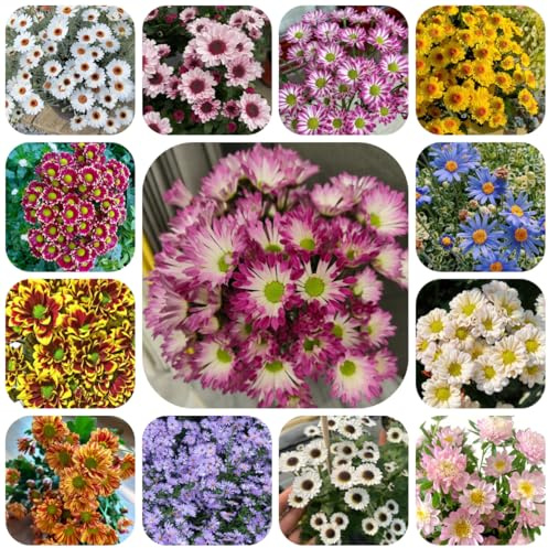 semi di margherita - giardino resistenti decorazione balcone invernali 500pcs