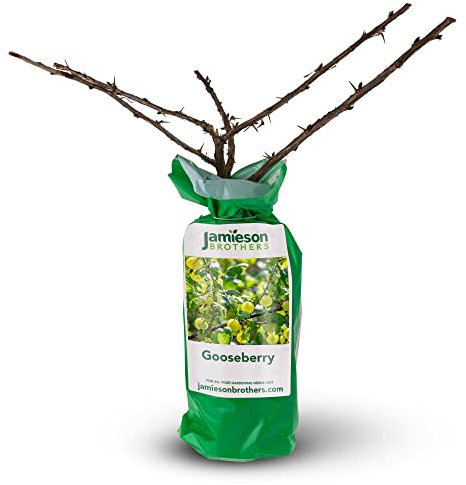 Gooseberry -Spring Planting Bare Root Premium Fruit Bush/Shrub - Ideal for Grow Your Own Fruit Tree - Can be Grown in pots of Soil - by Jamieson Brothers