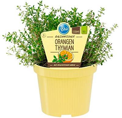 Bio Thymian Orangen - Thymian (Thymus fragrantissimus), Kräuter Pflanzen aus nachhaltigem Anbau, (1 Pflanze)