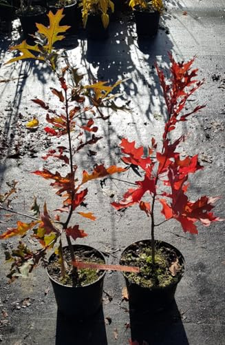 Quercus palustris/Chêne des marais/Conteneur de 2 à 2.9 litres/Arbre