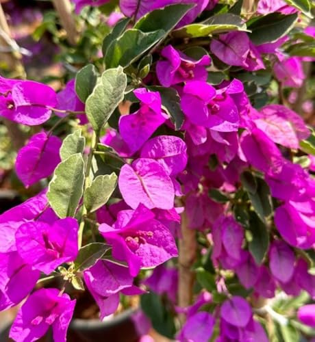 3 esquejes - bougainvillea * morado