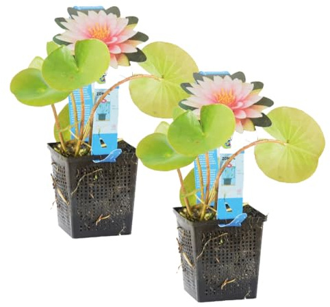 Bloomique - Lot de 2 - Nymphaea Wilfron Gonnere - Nénuphar - Rose - Plantes de bassin - Plantes aquatiques - Rustique - Hauteur 10-20 cm - Pot 11 cm