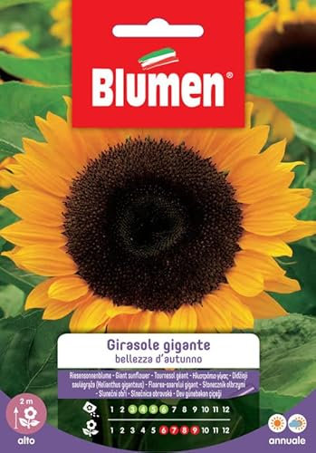 SEMI GIRASOLE GIGANTE BELLEZZA D'AUTUNNO BLUMEN
