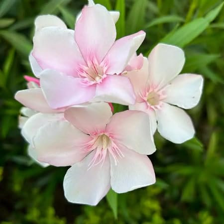 50 graines de fleurs de laurier-rose