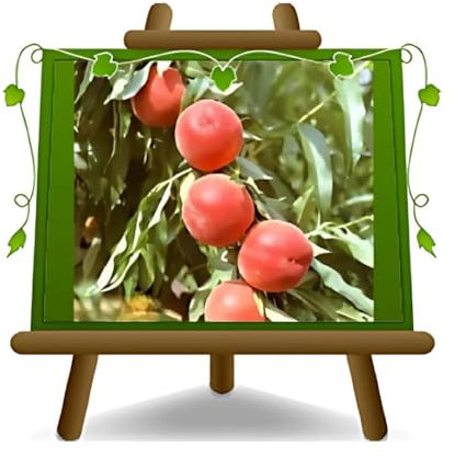 Melocotones de pulpa amarilla Springbelle - Planta frutal en maceta 26 injertado en puerta injerto - árbol máximo 180 cm - 4 años