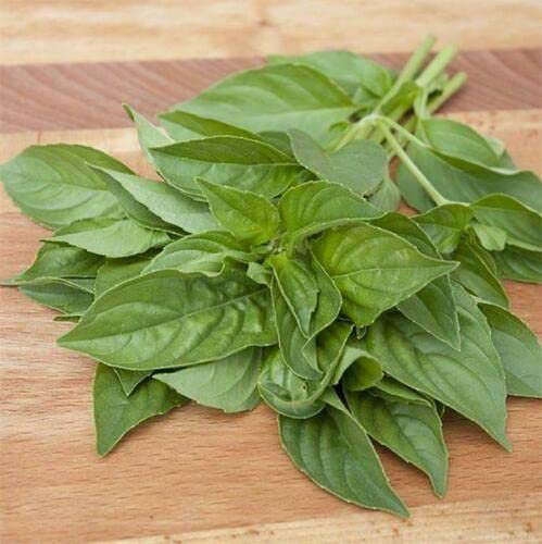 500 Seeds of Lemon Basil, Fab for Chicken & Fish Dishes, Biscuits+Scones+Ice Cream