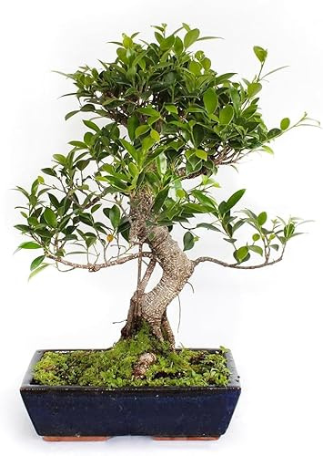 KENTIS - Bonsai Ficus Microcarpa - Bonsai Ficus Retusa - Piante Vere da Interno - Vaso in Ceramica - H 45-55 cm Vaso Ø 28 cm