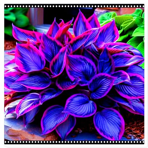 Seltene Funkie/Winterharte Funkie für den Außenbereich/Deutsche Gartenpflanze/Schnellwachsend-6 PCS-D
