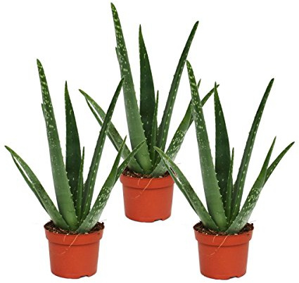 Set of 3 Aloe vera plants - approx. 2 years old - 10,5cm pot
