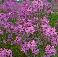 Hesperis matronalis 'Purpurea' / Sweet Rocket / 1g Seeds