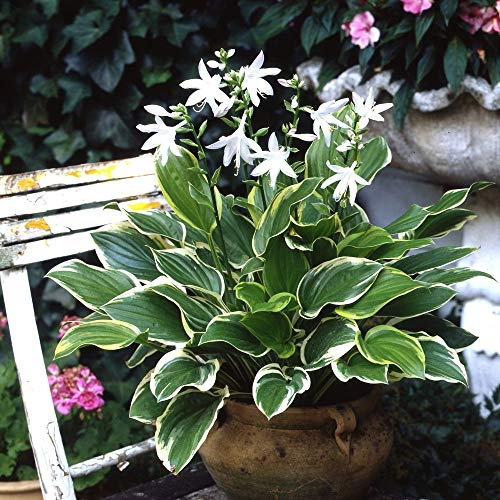 3 x Hosta plantaginea 'So Sweet' im 1 Liter Topf (Staude/Winterhart/Bodendecker/Mehrjährig) Duft Funkie, Herzblatt-Lilie - Verführerisch duftend, bezaubernd schön - von Stauden Gänge