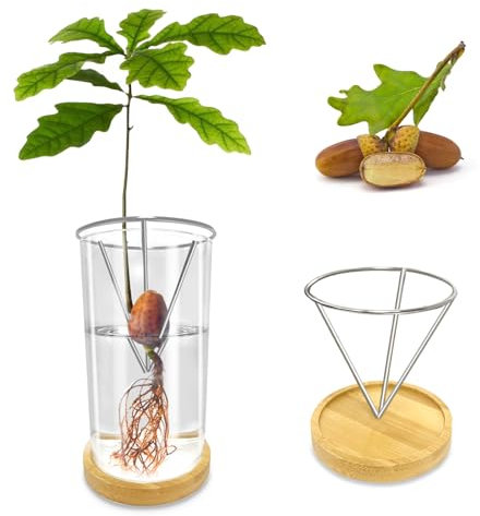 KONIDUN Vaso di vetro per germogliare i semi di ghianda, kit per la coltivazione di ghiande con base, terrari idroponici, decorazione per interni, regalo insolito per gli amanti del giardinaggio
