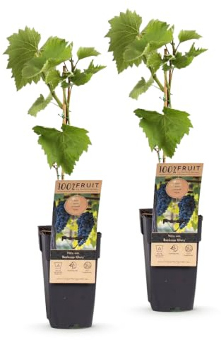Green boutiQ - Plante fruitière - Vitis vinifera Boskoop Glory - Plante à raisins - Rustique - Raisin Bleu - 2 Plantes - Pot 15cm - Hauteur 50cm