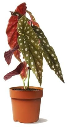 Begonia Maculata Natural Planta de Interior de Aspecto Exótico