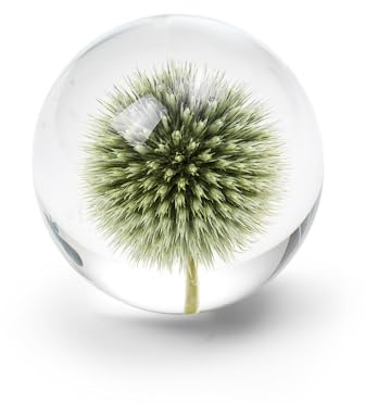 In Flore Tistel brevpress i resin glas, med äkta tistel blomma, 8 cm, grön
