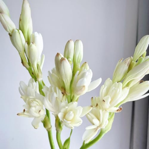 Bulbi di tuberosa - arredamento del soggiorno - raro giardino rialzata esotico balcone Adatto per la primavera e l'autunno - primaverili serre balcone esotico decorazioni 5pcs