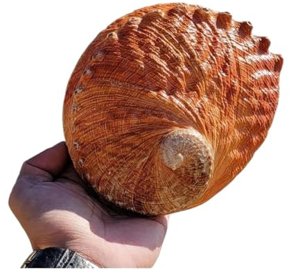 Coquille de mer naturelle. Coquillages naturels énormes, grande coquille de conque naturelle, coquille d'ormeau naturelle de 15 à 16 cm, coquille d'ormeau décorative multitrous