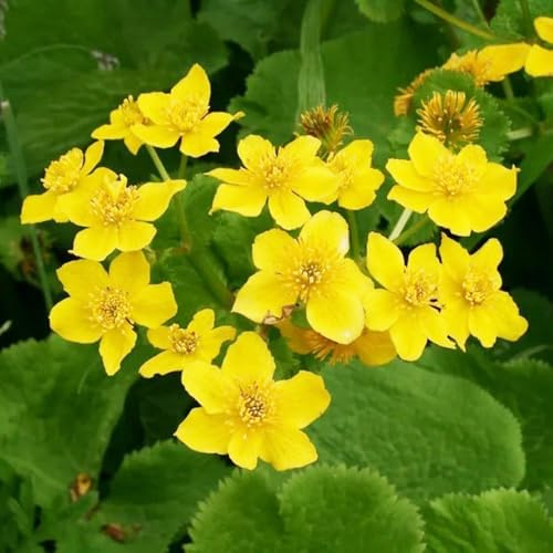 semi di calendula palustre-decorazione per ufficio,lungo periodo di per un semi di perenni resistenti 200pcs
