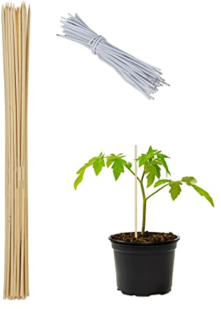 Relaxdays Pflanzstäbe Bambus, 50er Set, HxD: 60 x 0,6 cm, Rankhilfe für Pflanzen, Bambusstäbe mit Bindedraht, Natur
