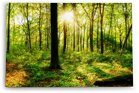 Paul Sinus Wandbild 120x80cm Wald Bäume Sonnenschein Grün Natur Sonnenstrahl