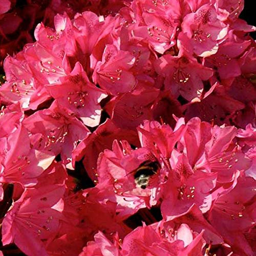 Rhododendron 'Nova Zembla' 40-50 cm en conteneur