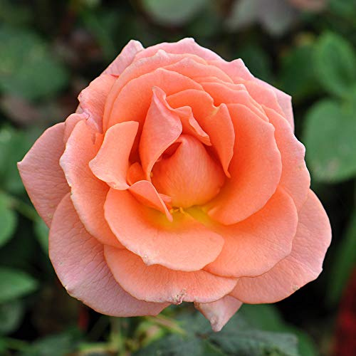 Heirloom Roses Rose Plant - Jump for Joy™ Pink Rose Bush, Floribunda Live Plant for Planting Outdoors