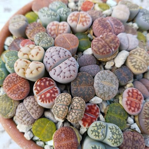 Lithops Blandade Frön - Sunnyplants, Lithops Fröblandning, Levande Stenfrön, Lithops Frön, Lithops Mix, Levande Stenar, Suckulenta Frön, Kaktus Frön (1000)
