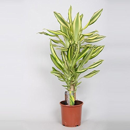 Dracaena Yellow Coast House Plant 80cm Tall. Dragon Tree