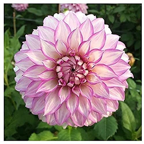 3pcs Dalia bulbi Erbacee Perenni Fiori Il Respiro della Primavera a Scena Giardino di Casa L'anno Semina Facile A Cura di Portare UN Senso di Realizzazione