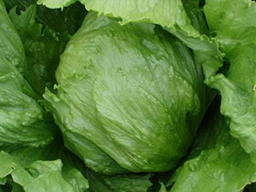 Iceberg Lettuce Seeds-The Classic Crisp-Head Lettuce mild with a Crunchy Texture(100 - Seeds)