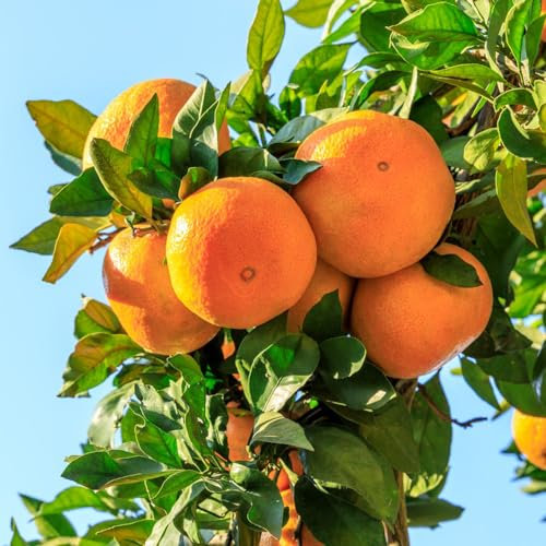 200 pcs Orangenbaum kaufen samen - frisches obst topfpflanzen draußen winterhart mandarinenbaum säulenobst dekoration wohnzimmer bonsai baum geschenk garten bäume kaufen nachhaltige