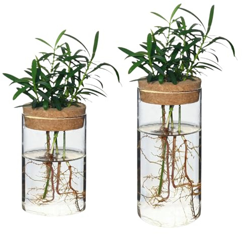 Zernblend 2 pièces Vases avec Couvercle en Bois, Vase, Petits Vases, Vase à Tulipes (6,5 cm x 10 cm + 6,5 cm x 15 cm)