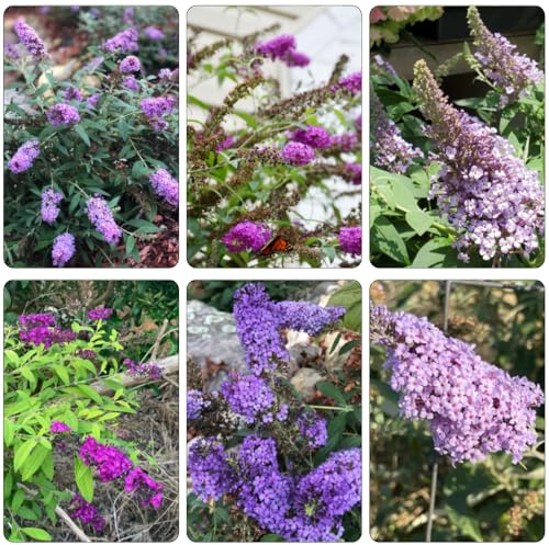 buddleia mariposas - Buddleja davidii - semillas perennes resistentes, balcón primavera cama elevada jardín otoño 400pcs
