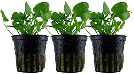 AquaOne Aquarium Pflanze 3 Stück Nymphoides hydrophylla 'Taiwan' | Wasserpflanze Aquariumpflanze, Knolle/Zwiebel, voll durchwurzelt, einfach pflegeleicht, Aquascaping Dekoration